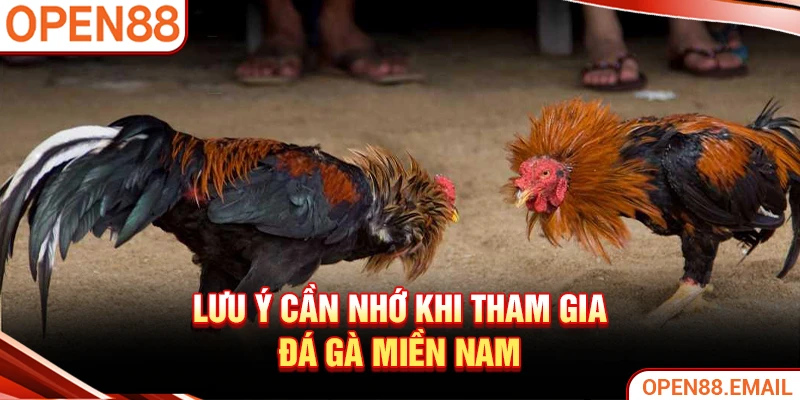 Lưu ý cần nhớ khi tham gia đá gà miền Nam