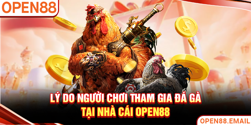 Lý do người chơi tham gia đá gà tại nhà cái OPEN88